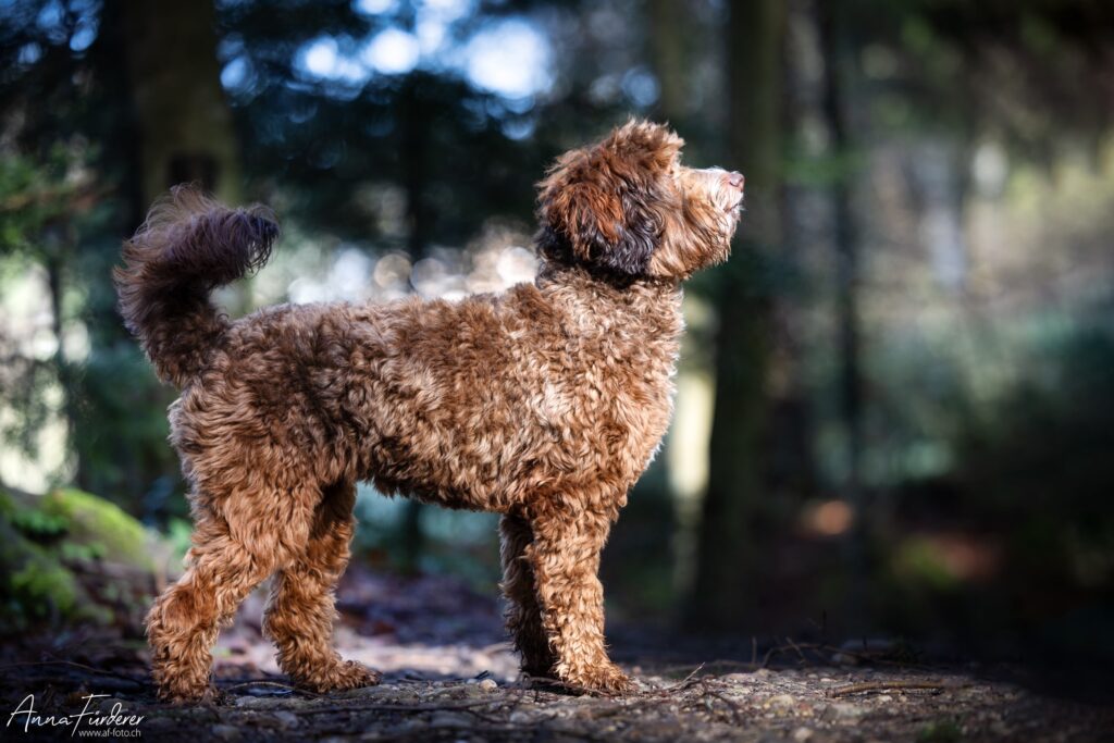 Australian Labradoodle Hündin in der Farbe chocolate sable steht aufmerksam im Wald, seitlich im Profil.