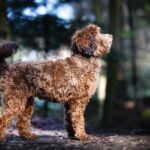 Australian Labradoodle Hündin in der Farbe chocolate sable steht aufmerksam im Wald, seitlich im Profil.