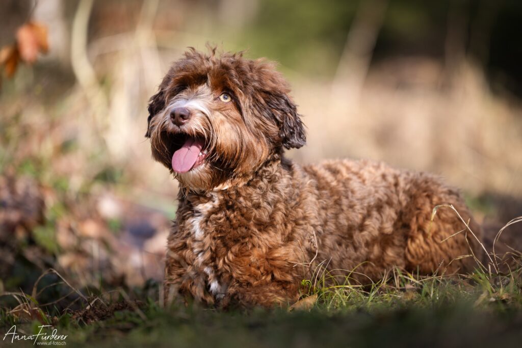 Australian Labradoodle Hündin in der Farbe chocolate sable liegt im Gras und blickt mit offenem Maul entspannt nach oben