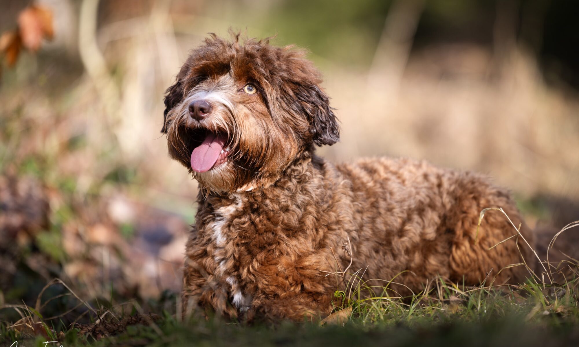 Australian Labradoodle Hündin in der Farbe chocolate sable liegt im Gras und blickt mit offenem Maul entspannt nach oben