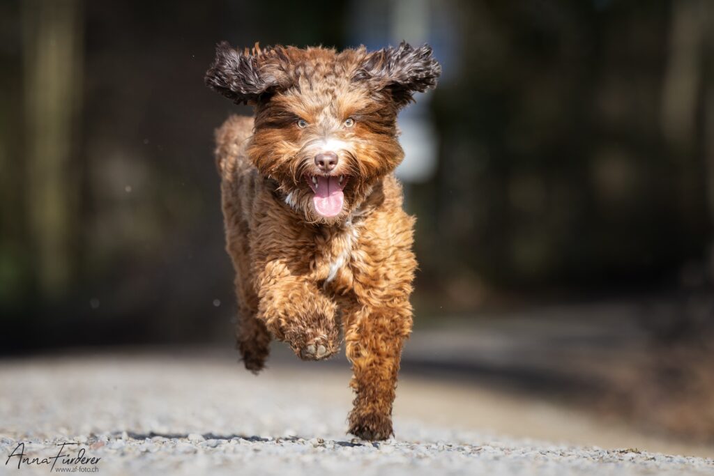 Rennende Australian Labradoodle Hündin in der Farbe chocolate sable mit fröhlichem Gesichtsausdruck, Ohren fliegen im Lauf.