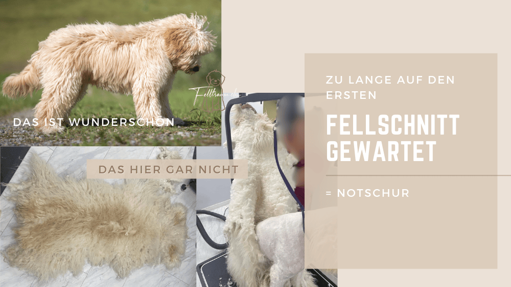 warum es wichtig ist, über das Fell des Australian Labradoodles Bescheid zu wissen