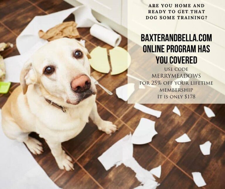 Online Video Kurs BAXTER & Bella (englisch) Original Australian